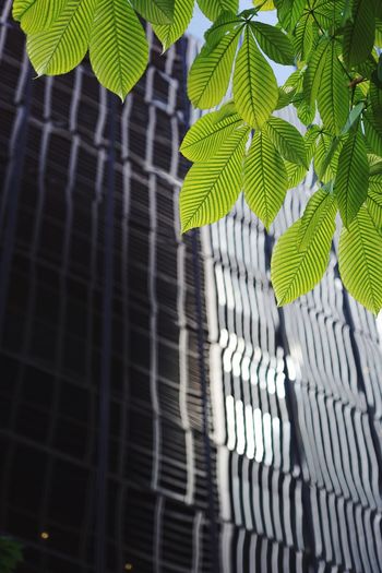 Low angle view of leaves against building