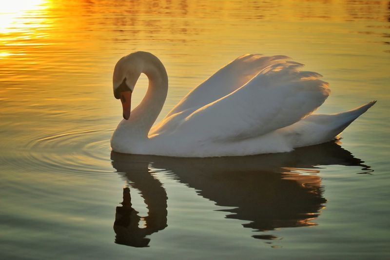 Side view of a swan with reflection in water