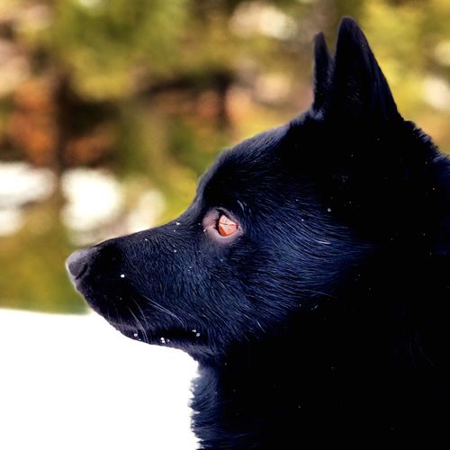 Close-up of black dog