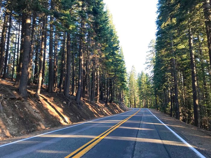 Empty road amidst trees in forest against sky