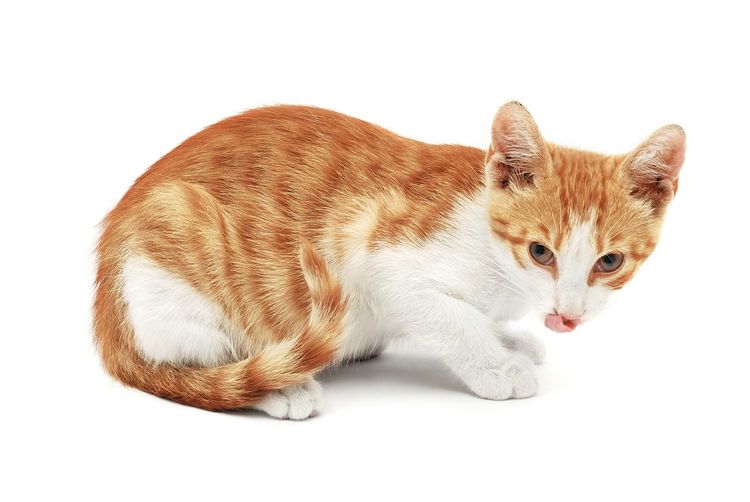 Portrait of ginger cat against white background