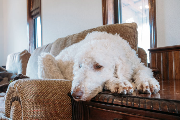 Sad dog laying at home. goldendoodle dog resting on sofa.