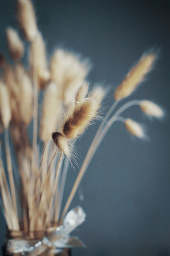 Close-up of wilted plant