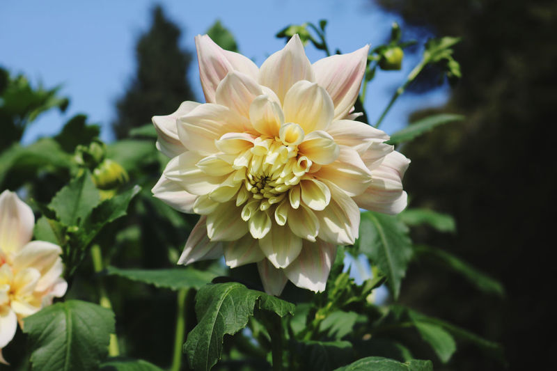 Close-up of white flowering plant