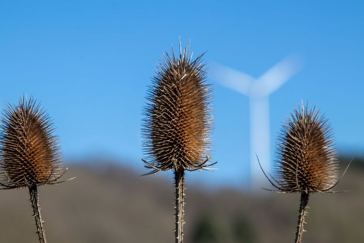 Close-up of dried thistle against blue sky