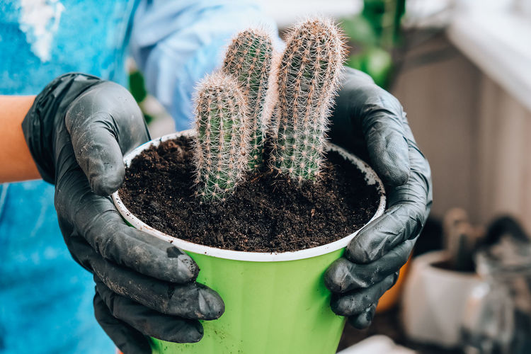 Close-up of human hand holding cactus in pot