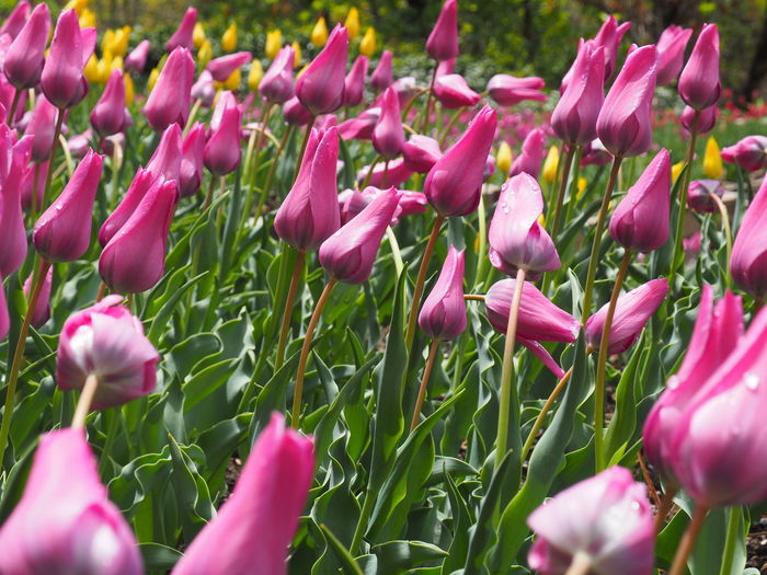 Close-up of pink tulips