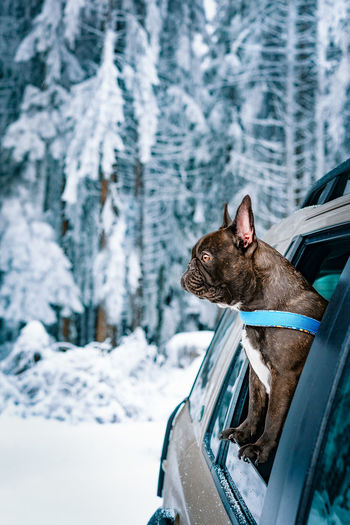 French bulldog dog in car in winter forest