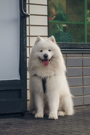 Portrait of white dog sitting by window