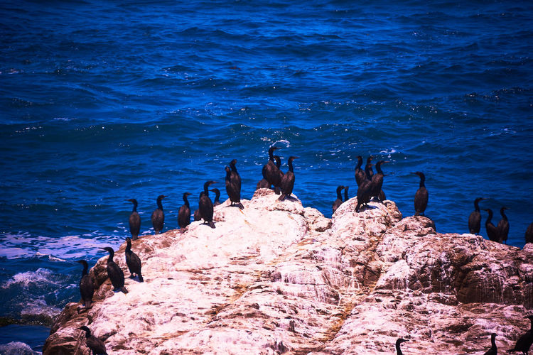 High angle view of black cormorants on rock formation against blue sea during sunny day