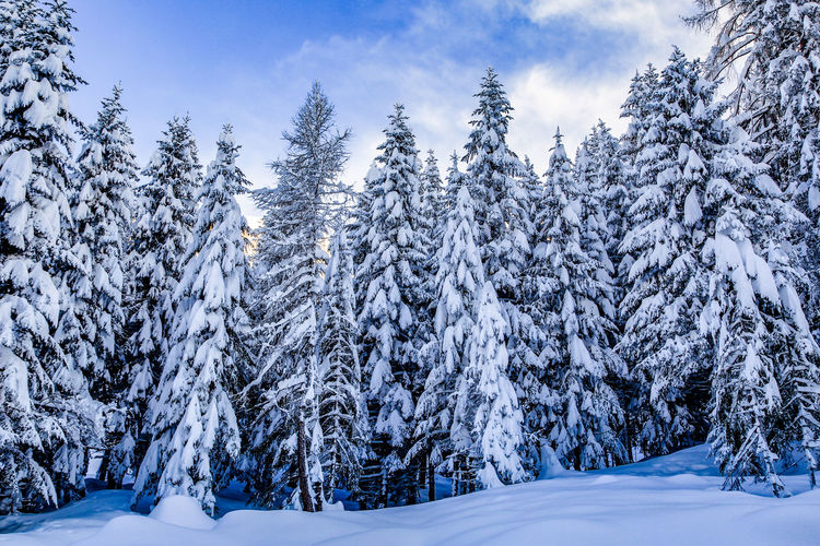 Snow covered pine trees on field against sky