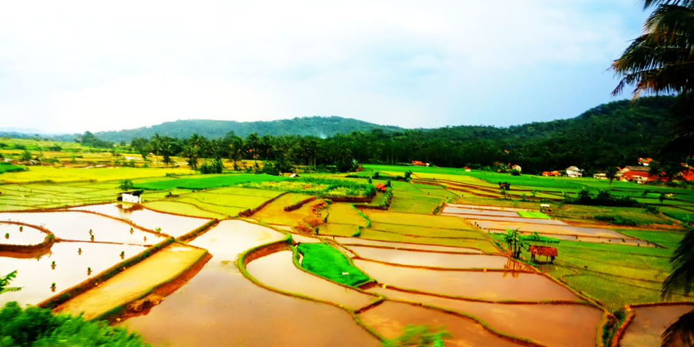Scenic view of agricultural field against sky