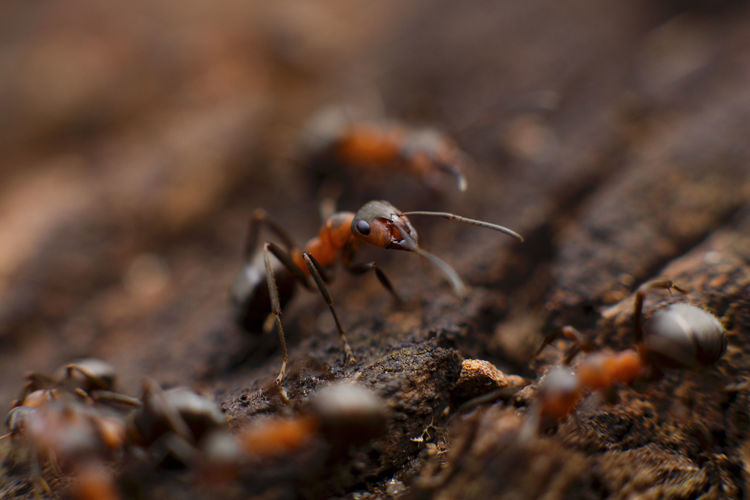 Close-up of ants on wood