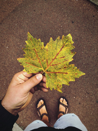 Low section of person holding maple leaves