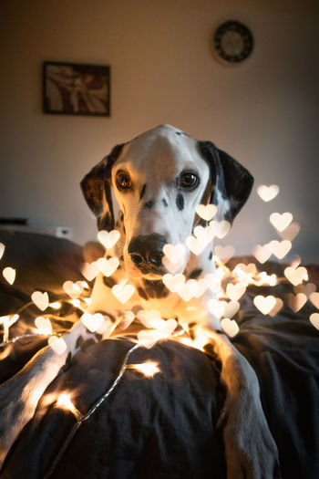 Portrait of dog seen through heart shaped lights at home