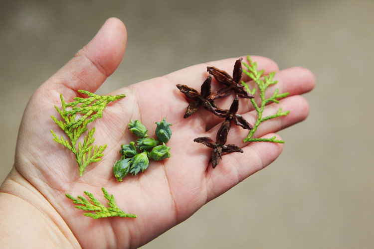 Cropped hand of person holding spices