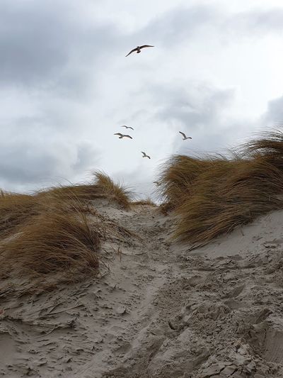 Birds flying over beach