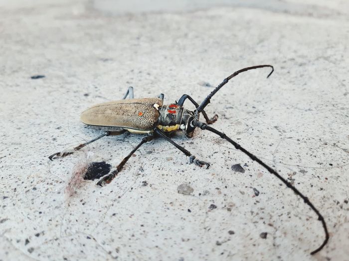 Close-up of spider