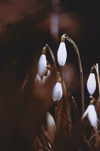 Close-up of white flowering plant