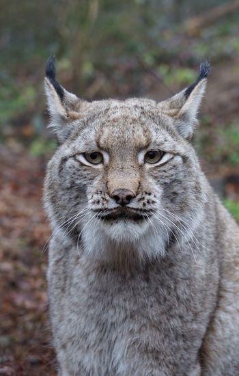 Portrait of lynx on land