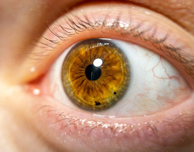 Extreme close-up of human eye