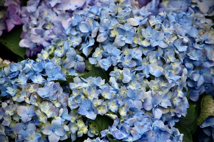Full frame shot of purple flowers