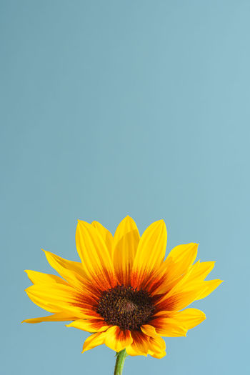 Close-up of sunflower against blue background