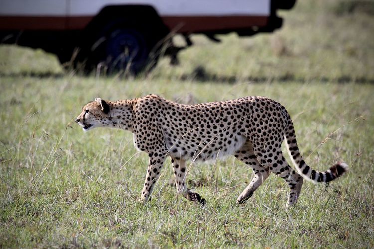 cheetah