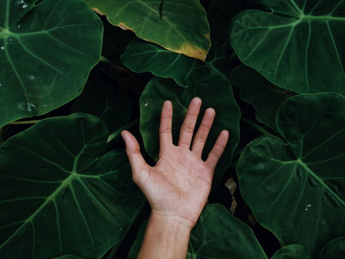 Cropped hand of person amidst green leaves