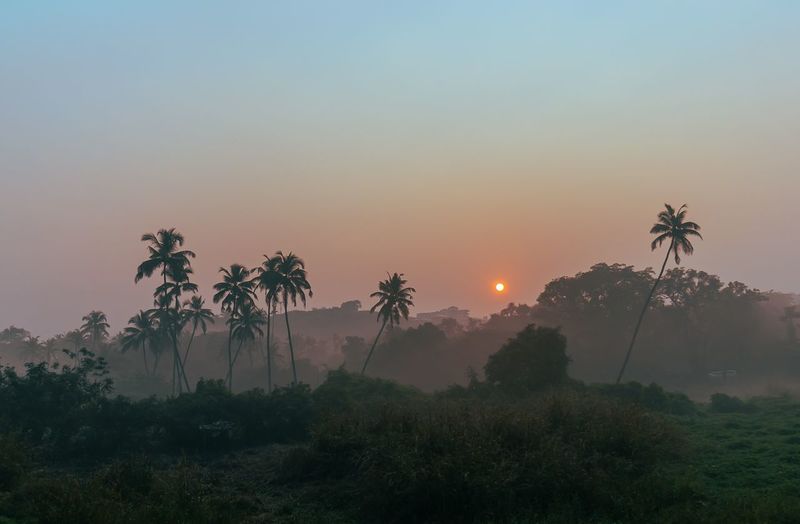 Silhouette palm trees against sky during sunrise in goa