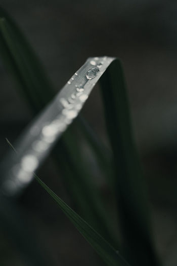High angle view of leaf on metal