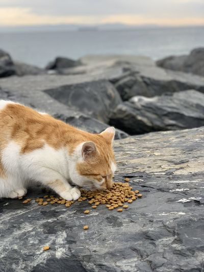 Cat lying on the beach