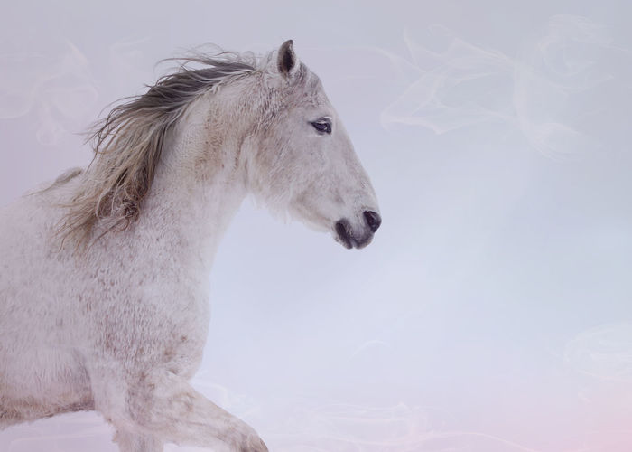 Close-up of horse standing against white background
