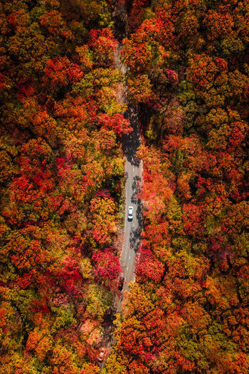 High angle view of trees in forest during autumn