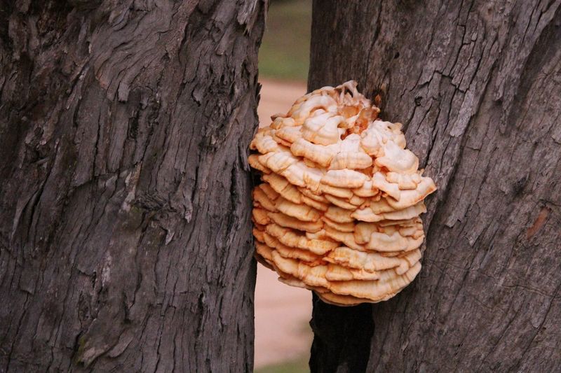Close-up of bread on tree trunk