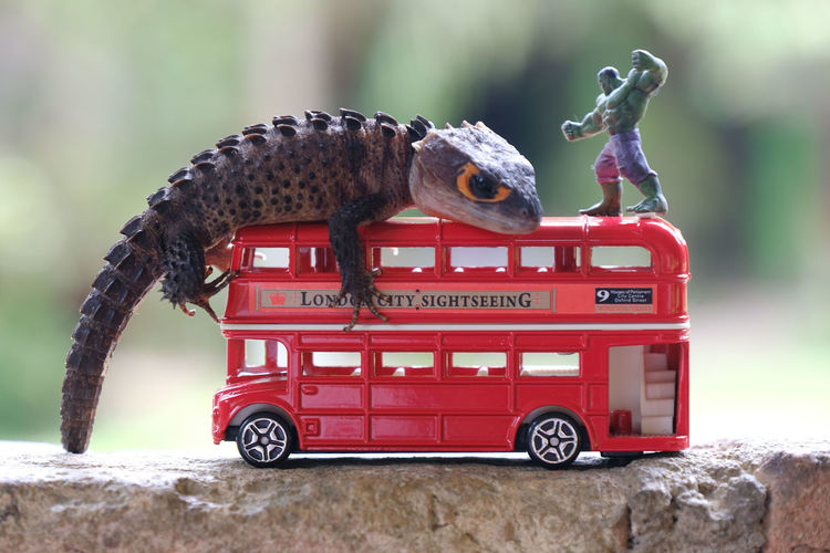 Close-up side view of an animal toy car