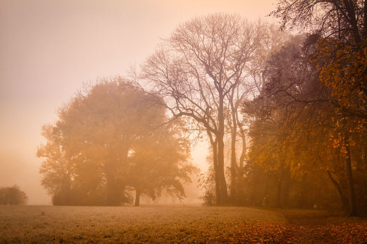 Trees on misty field against sky during autumn