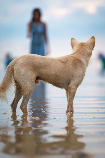 Dog standing in lake