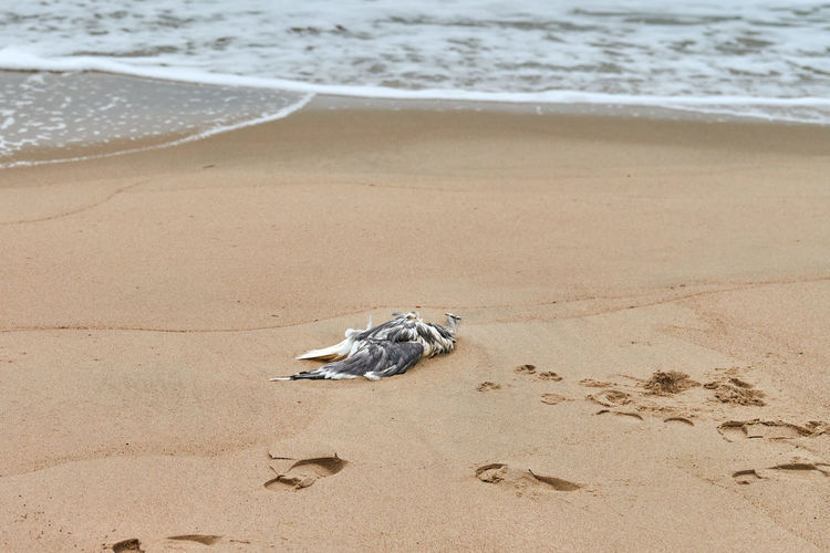 Dead seabird on polluted sandy beach. outstretched dead body of bird on coast. marine bird