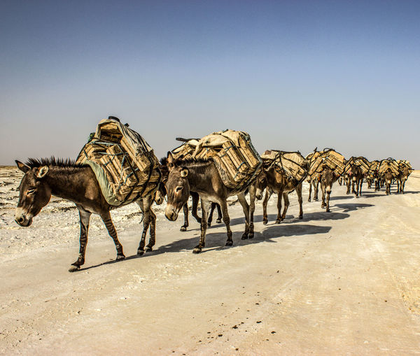 Donkeys crossing the desert carrying salt