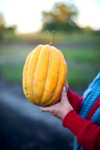 Cropped hand of man holding pumpkin