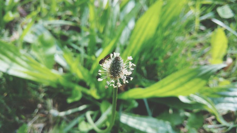 Close-up of green flower in park