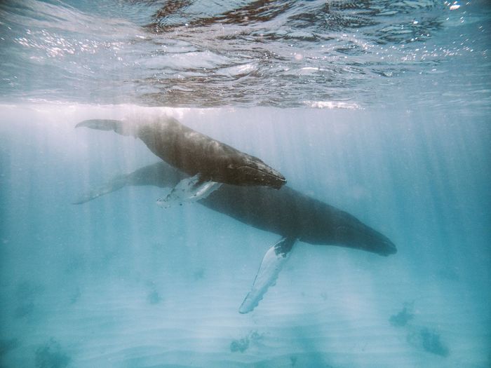A mother and calf humpback whale in clear water.