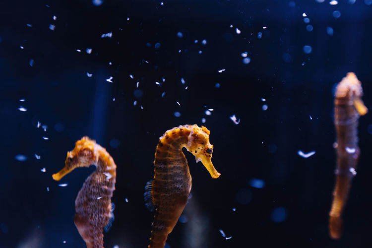 Side view of beautiful exotic orange tiny seahorse floating among blue dark water on blurred background