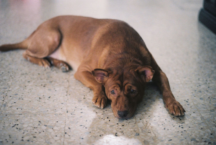 Portrait of dog resting on floor
