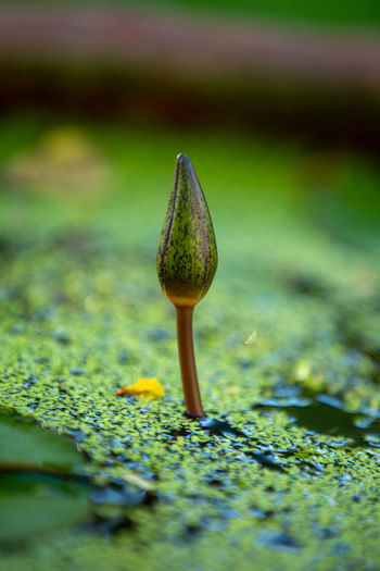 Close-up of plant on moss
