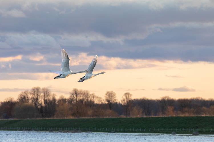 Pair of mute swans flying over a flood plain over sky at sunset