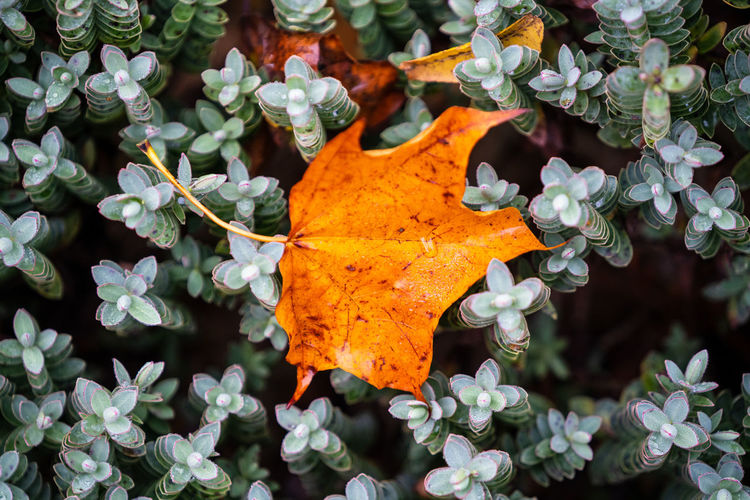 Close-up of yellow maple leaves