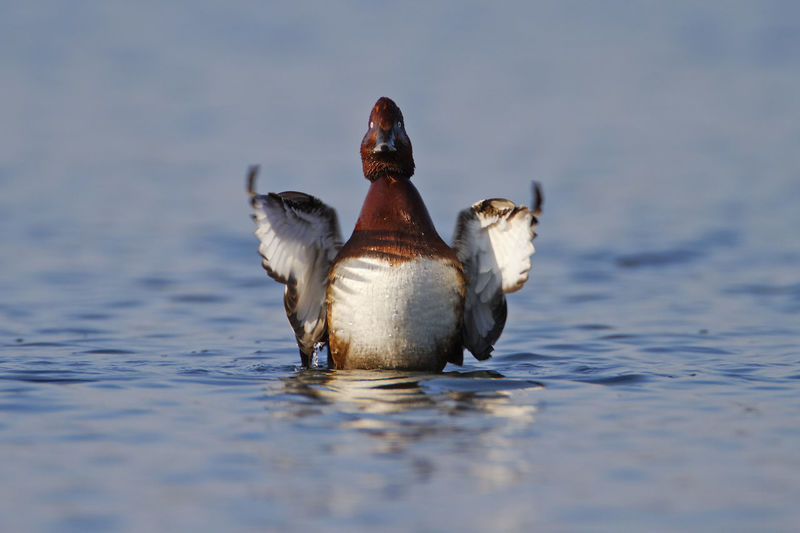 The ferruginous duck, aythya nyroca on the wetland