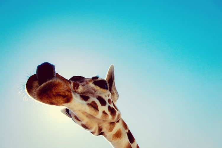 Close-up of giraffe against clear sky